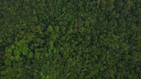 drone-shot-of-densed-forest