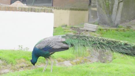 Majestic-colourful-Peacock-pecking-for-food,-plumage,-animal-conservation