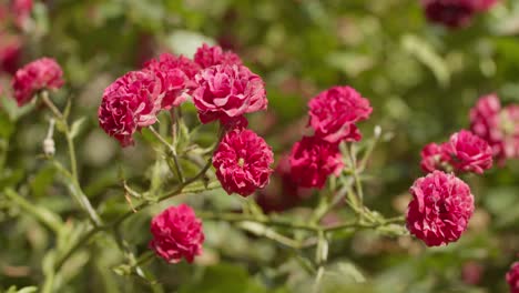 Rosas-Rojas-Brillantes-En-Plena-Floración-En-Un-Día-Soleado,-Primer-Plano