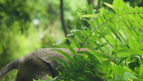 Langschwanzmakaken,-Die-Auf-Dem-Boden-Durch-Tropische-Pflanzen-Im-Affenwald-Von-Ubud,-Bali,-Indonesien,-Laufen---Zeitlupe-Verfolgen