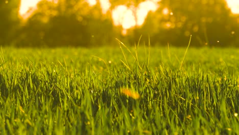 Pollen-allergen-from-trees-in-air-above-green-wheat-field,-Latvian-golden-hour