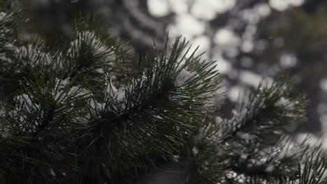 Gorgeous-slow-motion-of-a-falling-snow-on-the-leaves-of-a-pine-tree