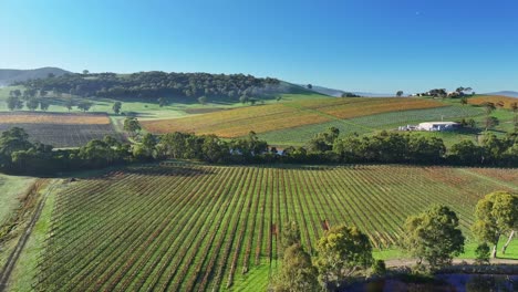 Vineyard-in-the-Yarra-Valley-near-Yarra-Glen-with-dams-a-road-and-fog-on-the-foothills-beyond