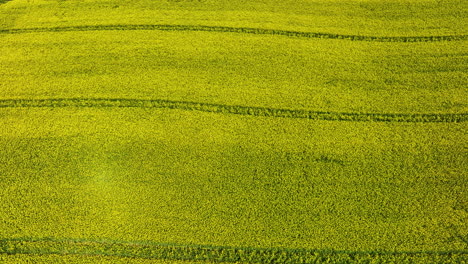 A-close-up-aerial-shot-of-a-yellow-rapeseed-field-with-clear-crop-marks-and-rows,-capturing-the-detailed-texture-of-the-plants
