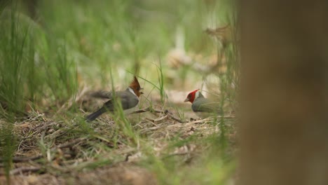 Young-red-crested-cardinal-being-fed-by-its-parent-in-forest-floor,-telephoto