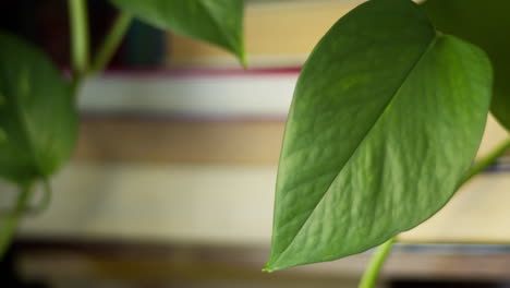 Close-up-of-pathos-plant-shaking-in-the-wind-dangling-in-front-of-bookshelf-in-cozy-home