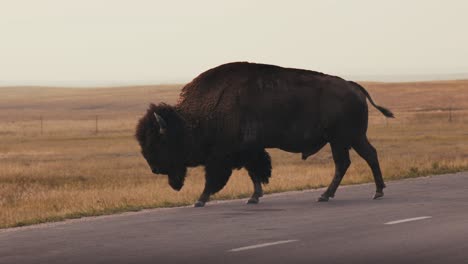 Close-up-of-a-buffalo-bison-walking-along-a-paved-road-in-the-middle-of-nowhere