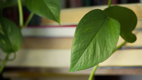 Medium-shot-up-of-pathos-plant-shaking-in-the-wind-dangling-in-front-of-bookshelf-in-cozy-home