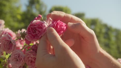 Hands-gently-handling-pink-roses-in-a-sunny-garden