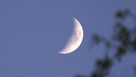 Espectacular-Fase-De-Luna-Creciente-En-El-Cielo-Nocturno-Con-Rama-De-árbol-En-El-Viento