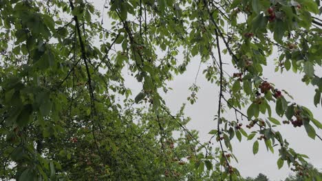 Freie-Sicht-Auf-Kirschbäume-Voller-Roter-Und-Grüner-Kirschen-An-Bewölkten-Tagen