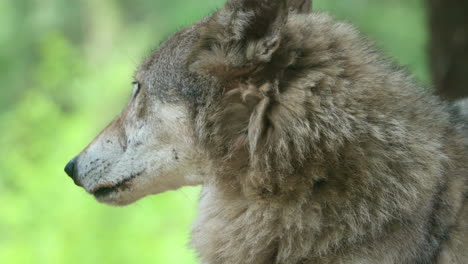 Aufmerksamer-Grauer-Wolf-Schaut-Sich-Im-Zoo-Um