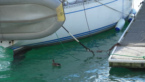 A-duck-floating-in-Wellington-Marina,-New-Zealand