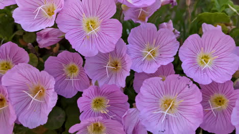 Onagra-Rosa-Que-Florece-En-El-Jardín-De-Primavera-En-Un-Día-Soleado