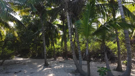 Tropischer-Weg-Durch-üppige-Palmen-Im-Kolumbianischen-Tayrona-Nationalpark