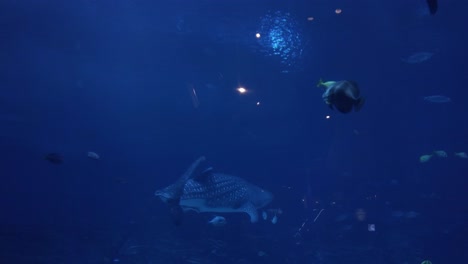 In-an-aquarium,-a-whale-shark-is-swimming