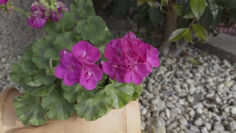 Cute-Pink-Flower-On-A-Pot-Geraniums-On-An-Old-Jar-Used-As-Planter