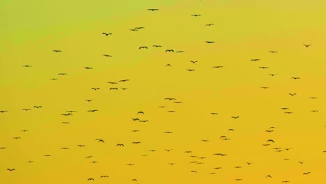 A-Flock-of-Migratory-Birds-Soaring-Across-the-Canvas-of-a-Sunset-lit-Sky---Low-Angle-Shot