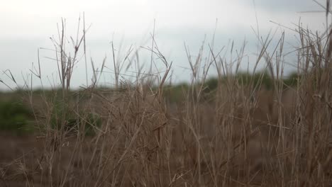 Dry-grass-field-swaying-gently-under-a-cloudy-sky
