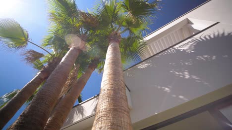 Slow-establishing-shot-of-palm-trees-flourishing-at-the-side-of-a-villa-in-Sete