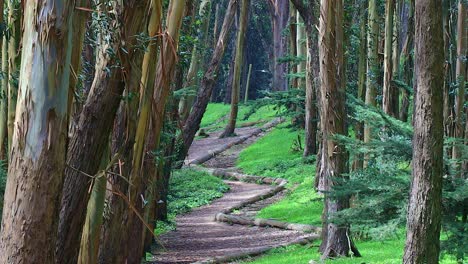 Línea-De-Madera-De-Andy-Goldsworthy-Entre-La-Línea-De-árboles,-Hermoso-Bosque-En-La-Ciudad-De-San-Francisco,-EE.UU.
