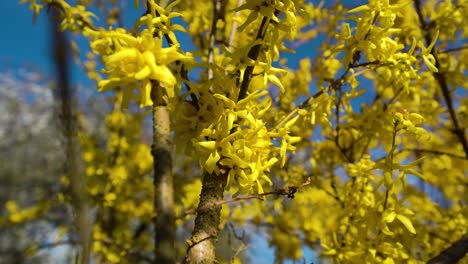 Close-up-view-of-a-beautiful-golden-petals-of-lynwood-gold-in-spring