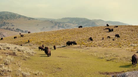 Distant-shot-of-a-herd-of-buffalo-bison-grazing-on-a-prairie-hill