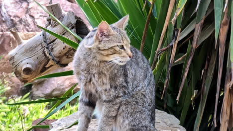 A-gray-wild-cat-sits-on-a-rock-in-a-garden-and-licks-her-fur