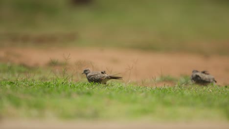 Two-zebra-doves-walking-on-a-grassy-field-with-a-blurred-background