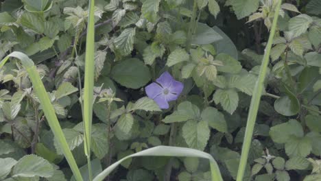 Beautiful-Purple-Flower-Wild-Bigleaf-Periwinkle-Growing-In-A-Backyard