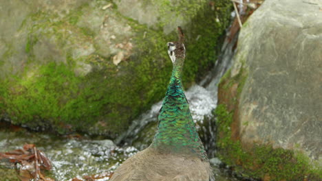 Back-View-Of-Indian-Peahen-Standing-By-The-Brook