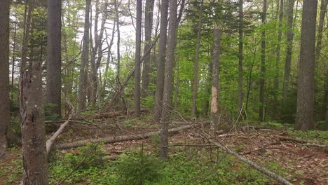 Trail-at-Wolf-Neck-State-Park-showing-fallen-trees-as-a-result-of-a-severe-storm