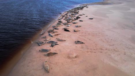 Drone-Shot-of-Seals-Relaxing-on-Sandy-Shore-Next-to-Blue-Ocean-Water,-Findhorn,-Scotland