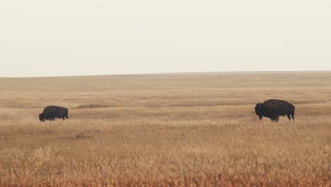 Dos-Bisontes-Búfalo-Están-Solos-En-Un-Enorme-Campo-De-Pradera