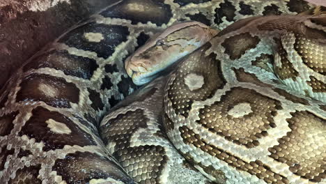 Giant-python-snake-curled-up-and-resting---isolated-close-up