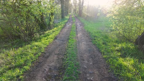 Feldweg,-Der-Sich-Durch-Einen-Sonnenbeschienenen-Wald-Schlängelt-Und-Ein-Gefühl-Von-Frieden-Und-Natürlicher-Schönheit-Hervorruft