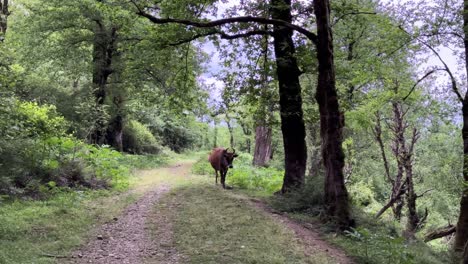 Kuhbulle,-Der-Im-Wald-Spaziert,-Straße,-Weg,-In-Wilden-Büschen,-üppiges-Grün,-Wundervolle-Landschaft,-Wandern,-Tier,-Vieh,-Hüten,-Hochlandwald,-Hirte,-Arbeiten,-Iran,-Nomade,-Hyrkanier,-Natursehenswürdigkeit