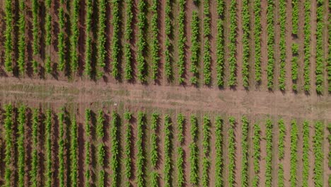 Scenic-top-down-aerial-view-of-french-vineyard-in-Lecrès,-France