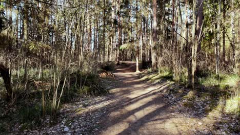 Zeitlupenspaziergang-Im-Herbstlichen-Wald-Bei-Tageslicht,-Pfad-In-Natürlicher-Umgebung