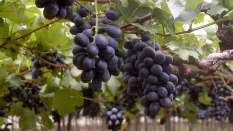 Mouth-watering-plumb-black-grapes,-vineyard-location,-harvest-ready