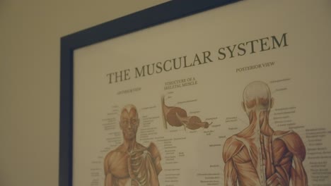 Ein-Kunstwerk,-Das-Die-Anatomische-Struktur-Der-Muskulatur-Des-Menschlichen-Körpers-Zeigt