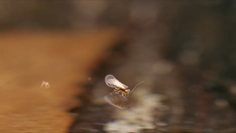 Barklouse-insect-on-water