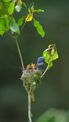 Ein-Schwarznacken-Monarchvogel-Teilte-Nahrung-Mit-Seinen-Drei-Küken-Im-Nest-Und-Flog-Dann-Weg,-Wobei-Er-Die-Küken-Zurückließ