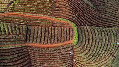 Panyaweuyan-plantation-terraced-patchwork-landscape