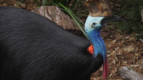 El-Casuario-Del-Sur,-Casuarius-Casuarius,-O-Casuario-De-Doble-Barba,-Es-Un-Gran-Pájaro-Negro-No-Volador