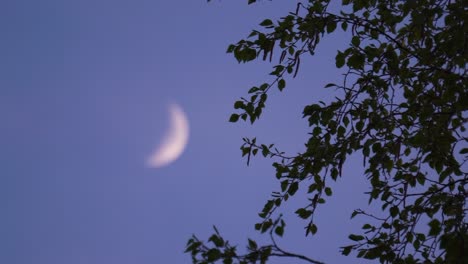 Fokus-Auf-Im-Wind-Flatternden-Ästen,-Verschwommener-Zunehmender-Halbmond-Am-Himmel