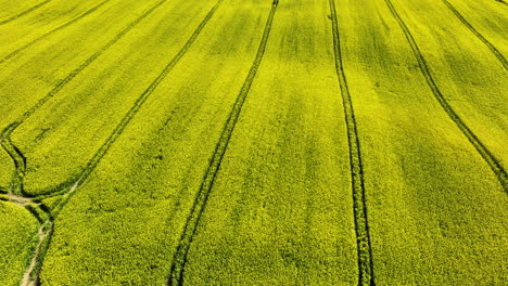 A-detailed-aerial-view-of-a-yellow-rapeseed-field-with-visible-crop-lines,-showing-the-texture-and-layout-of-the-plantation
