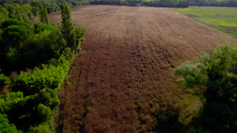 Aerialo-revealing-shot-of-a-ripe-wheat-field-under-sunlight-in-France