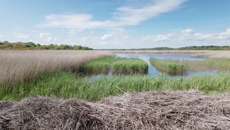 Westwood-Marshes-wetlands-peaceful-natural-wildlife-habitat,-Suffolk