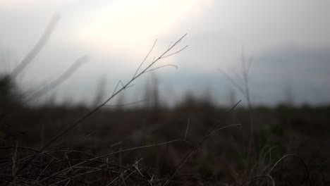Dry-grass-and-barren-field-at-dusk,-with-a-soft-focus-on-twigs-against-a-cloudy-sky